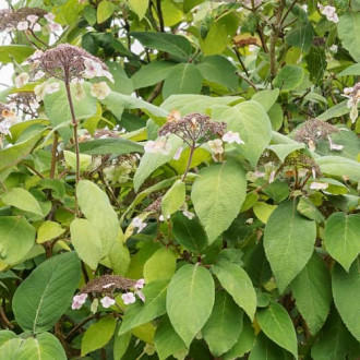 Hydrangea aspera Rosemary Foster, С2 nuotrauka 11 Hydrangea aspera Rosemary Foster, С2 interface.image 11