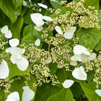 Hydrangea hydr. Burst of Light®, С2 nuotrauka 12 Hydrangea hydr. Burst of Light®, С2 interface.image 12