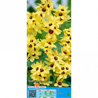 Iksija Yellow Emperor interface.image 3