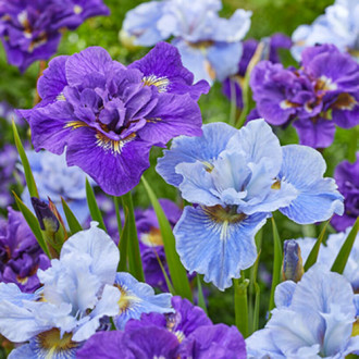 Irisas (Iris) Siberica Mixed interface.image 3