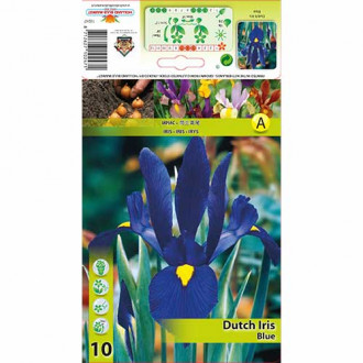 Irisas olandiškas Blue interface.image 1