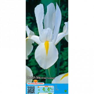 Irisas olandiškas White interface.image 4