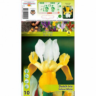 Irisas olandiškas Yellow White interface.image 4