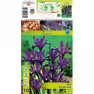 Irisas tinklinis Purple Gem interface.image 3