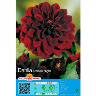 Jurginas (Dahlia) Arabian Night interface.image 1