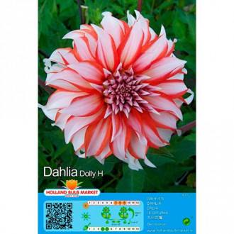 Jurginas (Dahlia) Dolly H interface.image 1