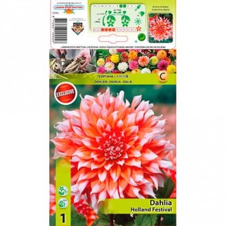 Jurginas (Dahlia) Holland Festival interface.image 4