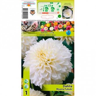 Jurginas (Dahlia) Myama Fubuki interface.image 6