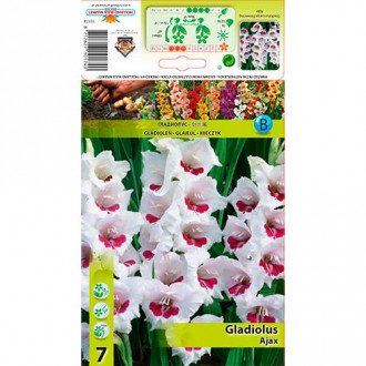 Kardelis (Gladiolus) Ajax interface.image 6