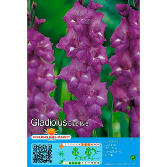 Kardelis (Gladiolus) Blue Isle interface.image 1