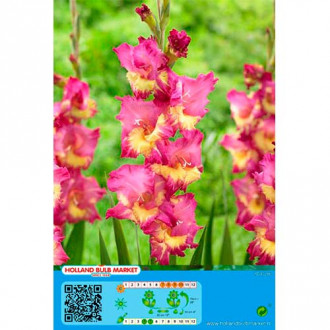 Kardelis (Gladiolus) Far West interface.image 5