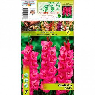 Kardelis (Gladiolus) Fidelio interface.image 6