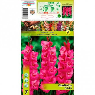Kardelis (Gladiolus) Fidelio interface.image 3