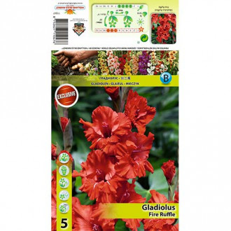 Kardelis (Gladiolus) Fire Ruffle interface.image 5