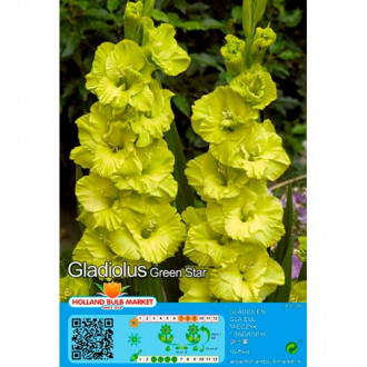 Kardelis (Gladiolus) Green Star interface.image 3