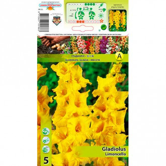 Kardelis (Gladiolus) Limoncello interface.image 1
