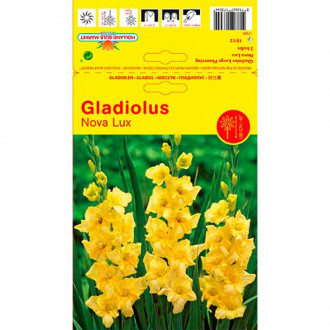 Kardelis (Gladiolus) Nova Lux interface.image 2