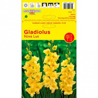 Kardelis (Gladiolus) Nova Lux interface.image 5