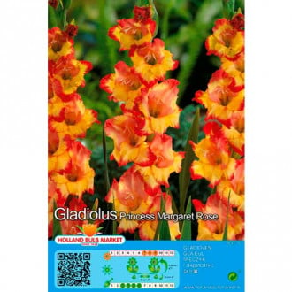 Kardelis (Gladiolus) Princess Margaret Rose interface.image 1