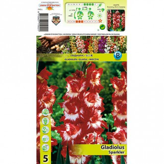Kardelis (Gladiolus) Sparkler interface.image 6