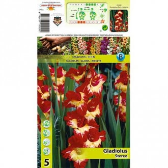 Kardelis (Gladiolus) Stereo interface.image 5