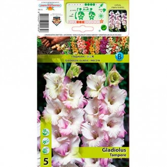 Kardelis (Gladiolus) Tampere interface.image 2