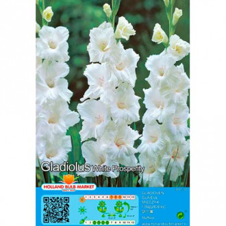 Kardelis (Gladiolus) White Prosperity interface.image 2