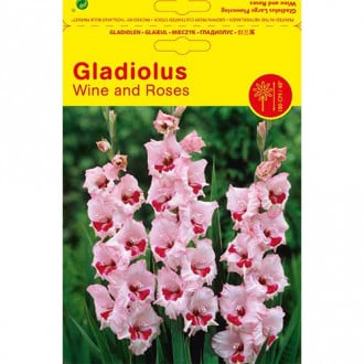 Kardelis (Gladiolus) Wine and Roses interface.image 1