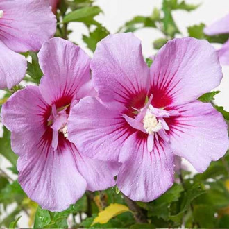 Kinrožė Hibiscus Maike, С2 interface.image 6