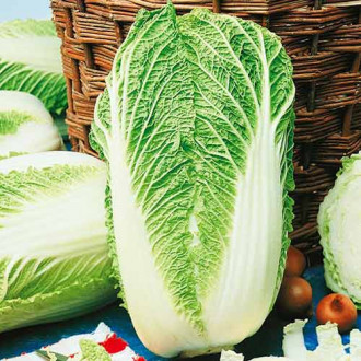 Kopūstas pekinas Granaat Kiepenkerl interface.image 12