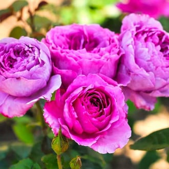 Krūminė rožė Adore Aroma interface.image 1