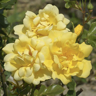 Floribunda rožė Allgold interface.image 4