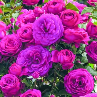 Krūminė rožė Dark Pink interface.image 3