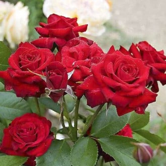 Krūminė rožė Niccolo Paganini