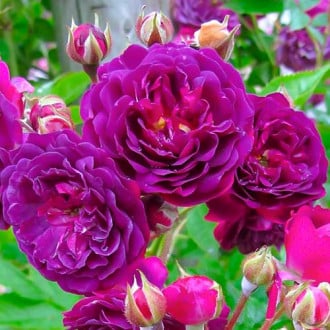 Krūminė rožė Violet interface.image 4