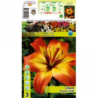 Lelija (Lilium) Forever Linda interface.image 3