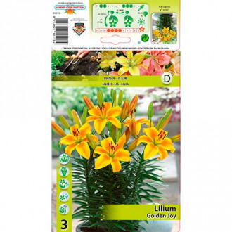 Lelija (Lilium) Golden Joy interface.image 6