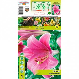 Lelija (Lilium) Pink Heaven interface.image 2