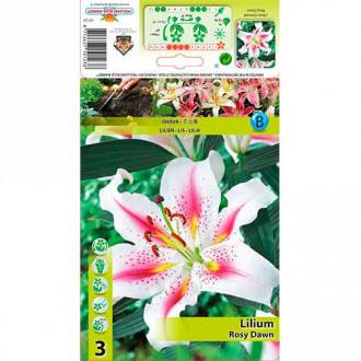 Lelija (Lilium) Rosy Dawn interface.image 2