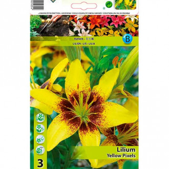 Lelija (Lilium) Yellow Pixels interface.image 5