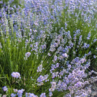 Levanda Granny's Bouquet, P9 interface.image 6