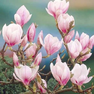 Magnolija Festirose, P9 interface.image 2