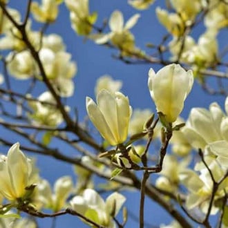 Magnolija Yellow Lantern