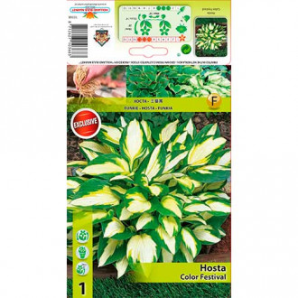 Melsvė (Hosta) Color Festival interface.image 3