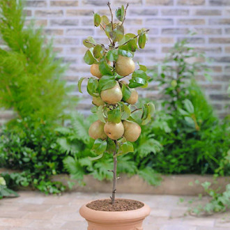 mini Kriaušė GardenPearl®, C2 interface.image 6
