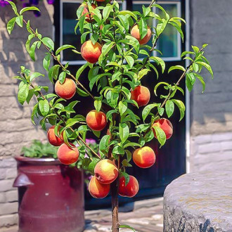 mini Persikas HoneyRed®, C2 interface.image 5