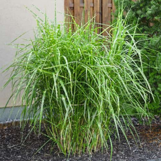 Miscanthus sinensis Strictus Dwarf, С2 interface.image 5