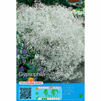 Muilinė Guboja (Gypsophila Panicul.) White interface.image 3
