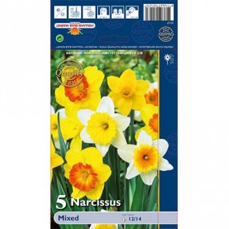 Narcizai vamzdiniai, mišinys interface.image 2