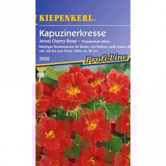 Nasturtė mažesnis Jewel Cherry Rose Kiepenkerl nuotrauka 15 Nasturtė mažesnis Jewel Cherry Rose Kiepenkerl interface.image 15